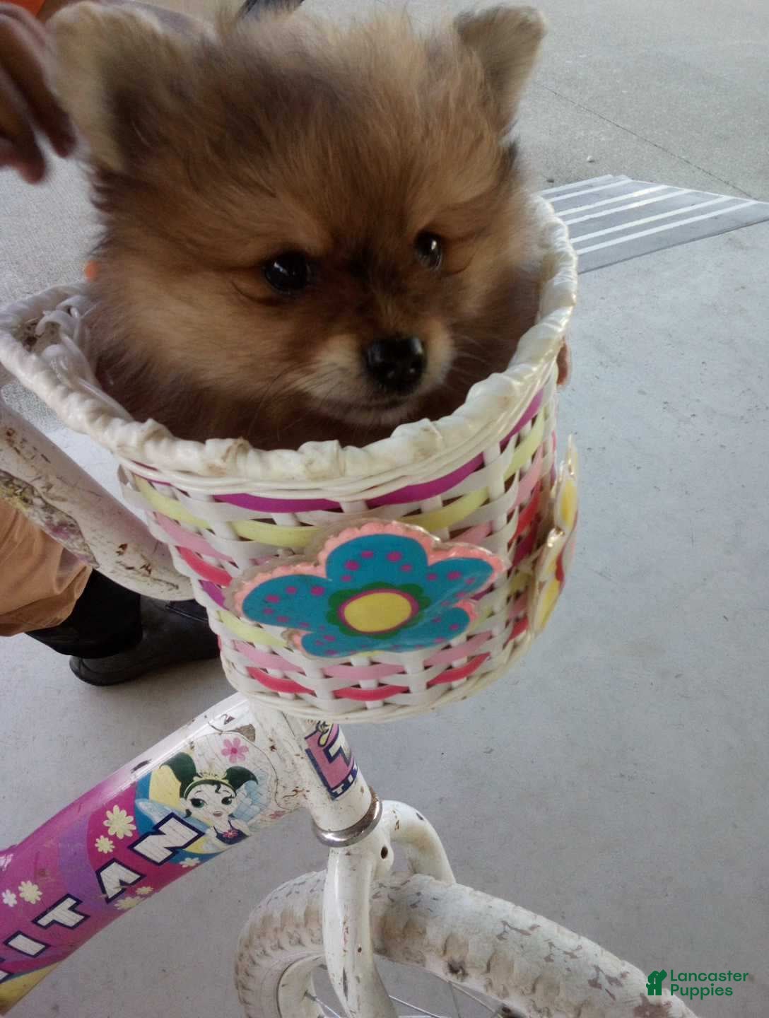 Pomeranian dogs Ollie - Ad 2