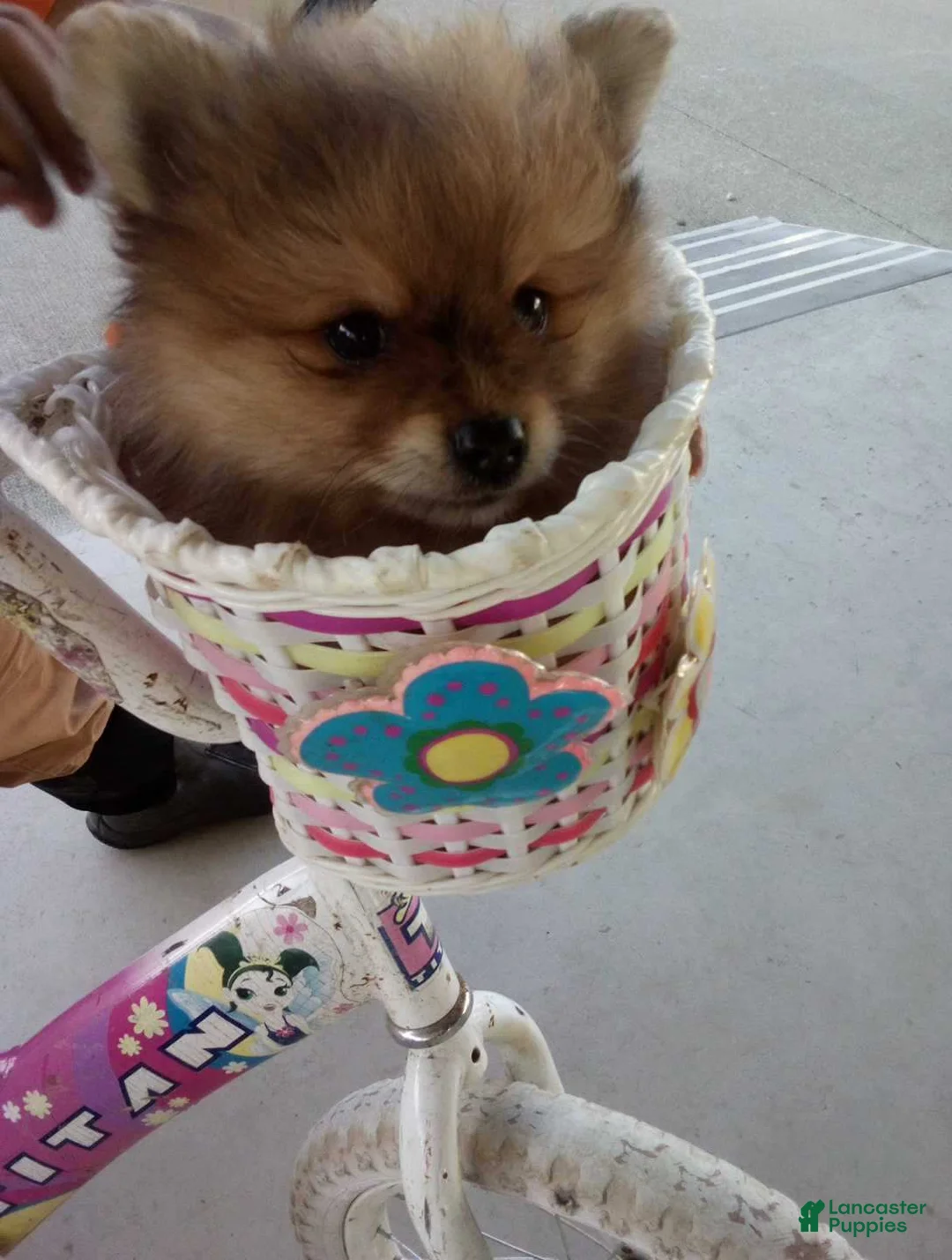 Pomeranian dogs for sale: Ollie - Ad 2