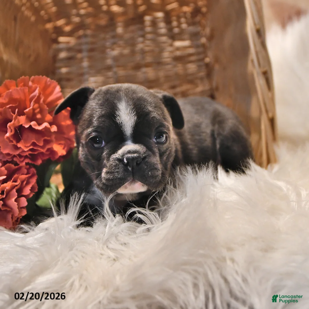 Frenchton dogs for sale: Moonbeam - Ad 4