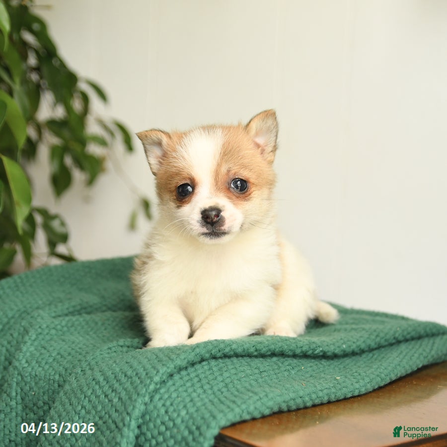 Mixed Breed dogs Beauty - Ad 2