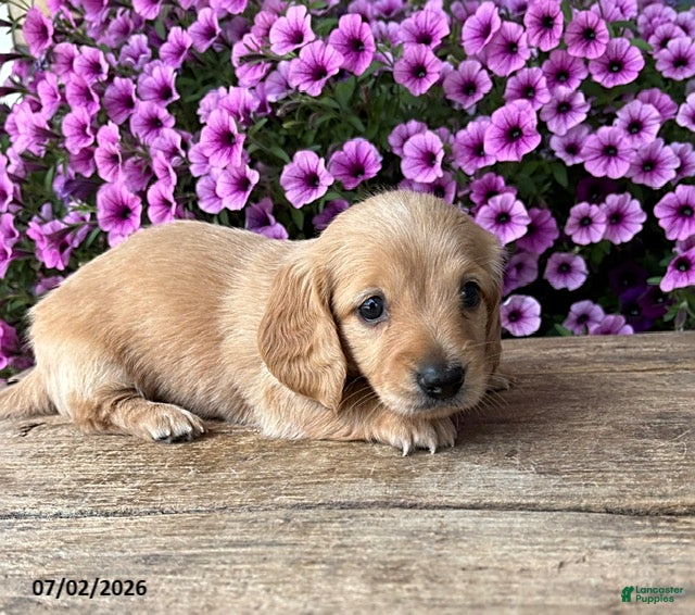 Dachshund dogs Oliver - Ad 2