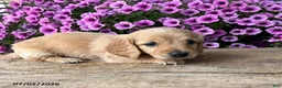 Dachshund dogs for sale: Oliver - Ad 2