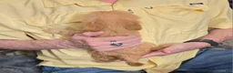 Chorkie dogs for sale: Brownie - Ad 6