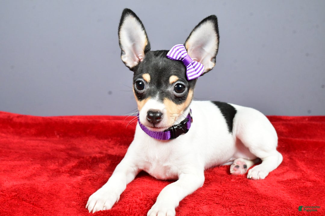 Toy Fox Terrier dogs for sale: Lucy - Ad 5