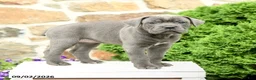 Cane Corso dogs for sale: Clover - Ad 3