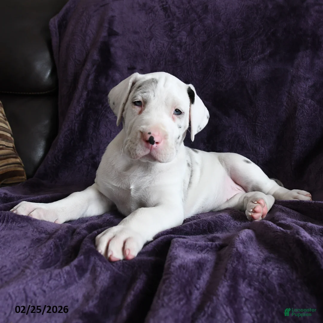 Great Dane dogs for sale: Stella - Ad 1