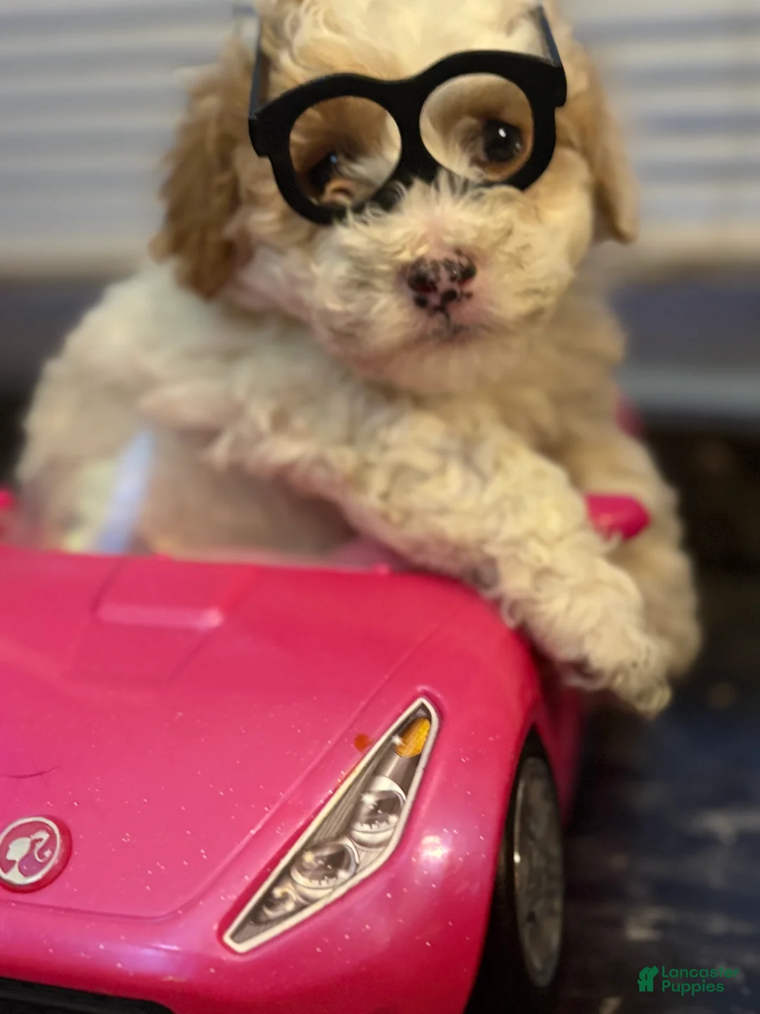 Cavapoo dogs for sale: Puppy B - Ad 1
