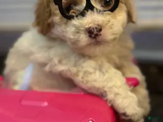 Cavapoo dogs Puppy B - Ad 1