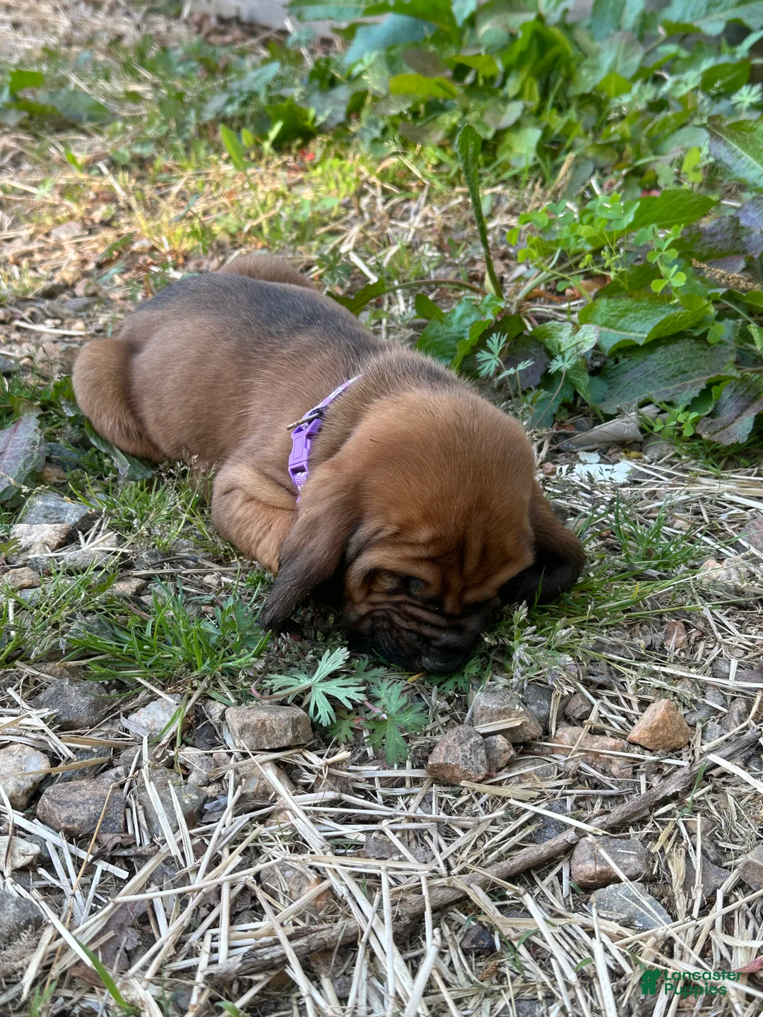 Bloodhound dogs for sale: Bloodhound Puppy 2 - Ad 2