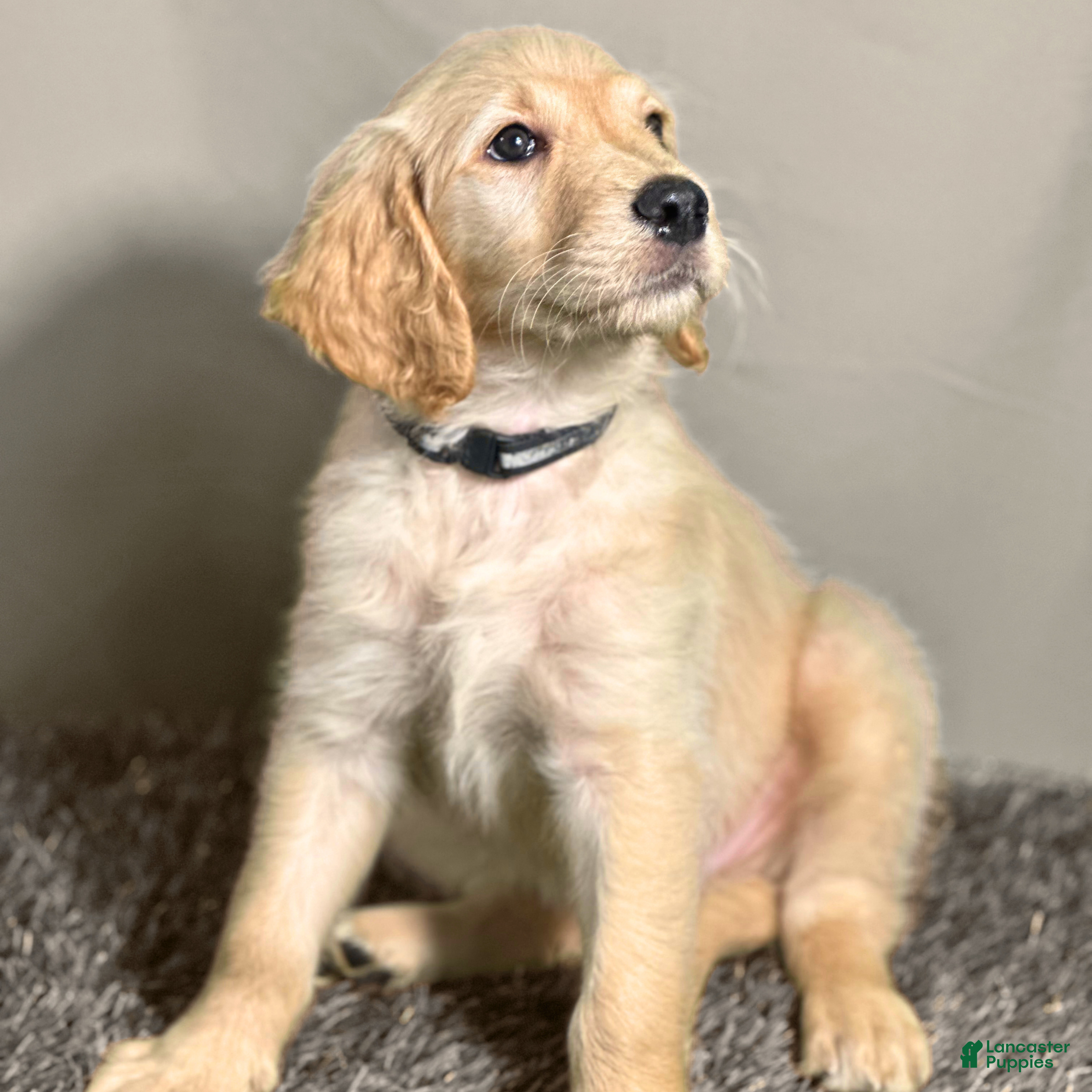 Goldendoodle dogs Ventress - F1 Goldendoodle - Ad 1