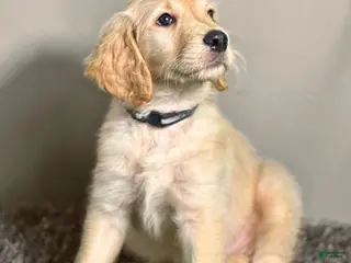 Goldendoodle dogs for sale: Ventress - F1 Goldendoodle - Ad 4