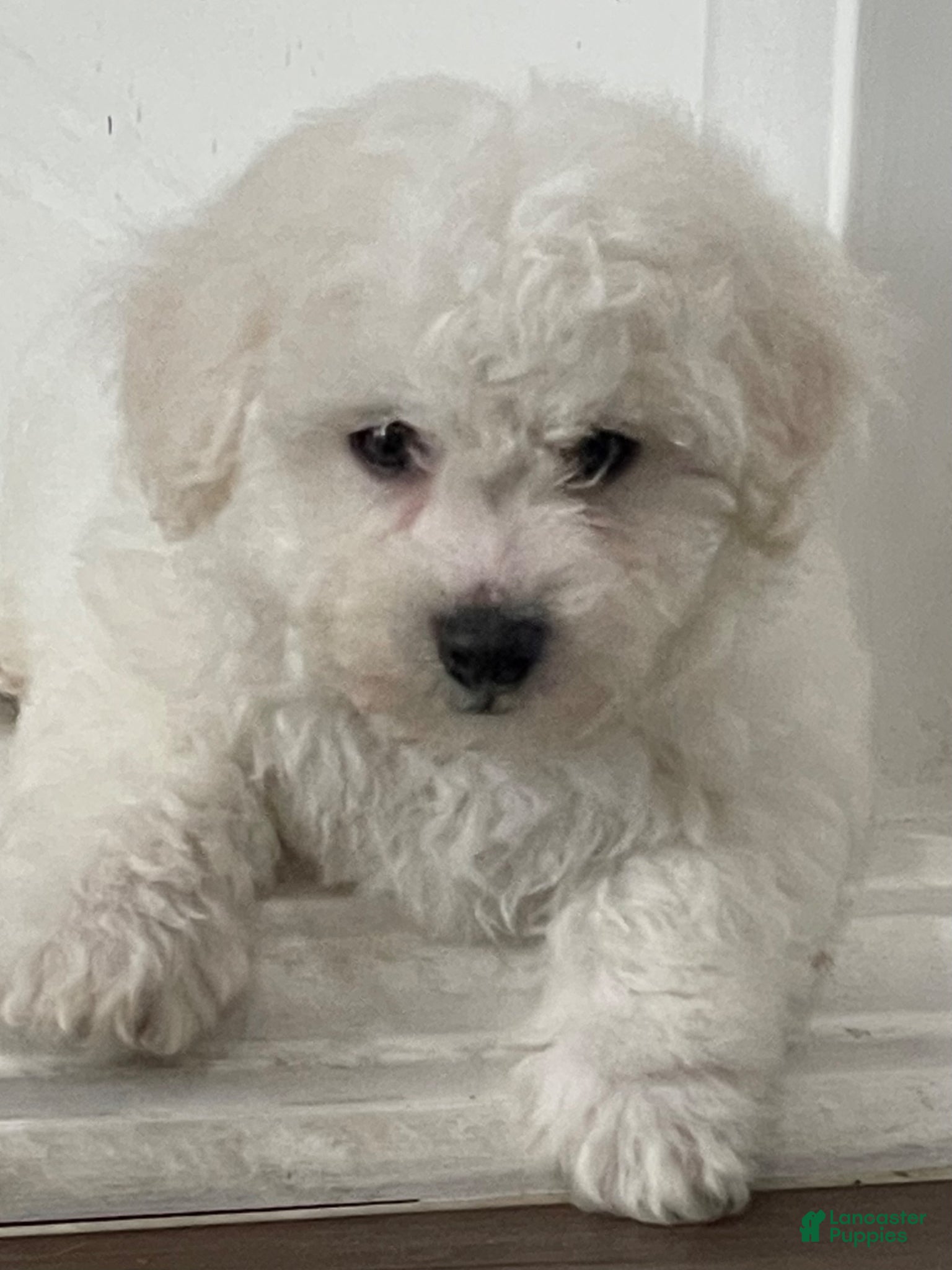 Bichon Frise dogs Bichon Frise Puppy 1 - Ad 1