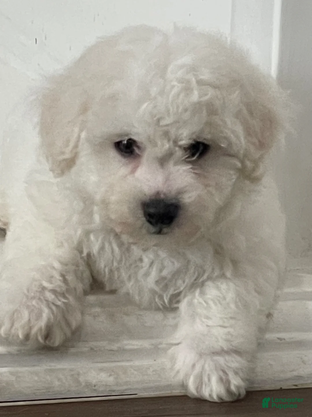 Bichon Frise dogs for sale: Bichon Frise Puppy 1 - Ad 1