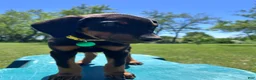 Doberman Pinscher dogs for sale: Doberman Pinscher Puppy 1 - Ad 3