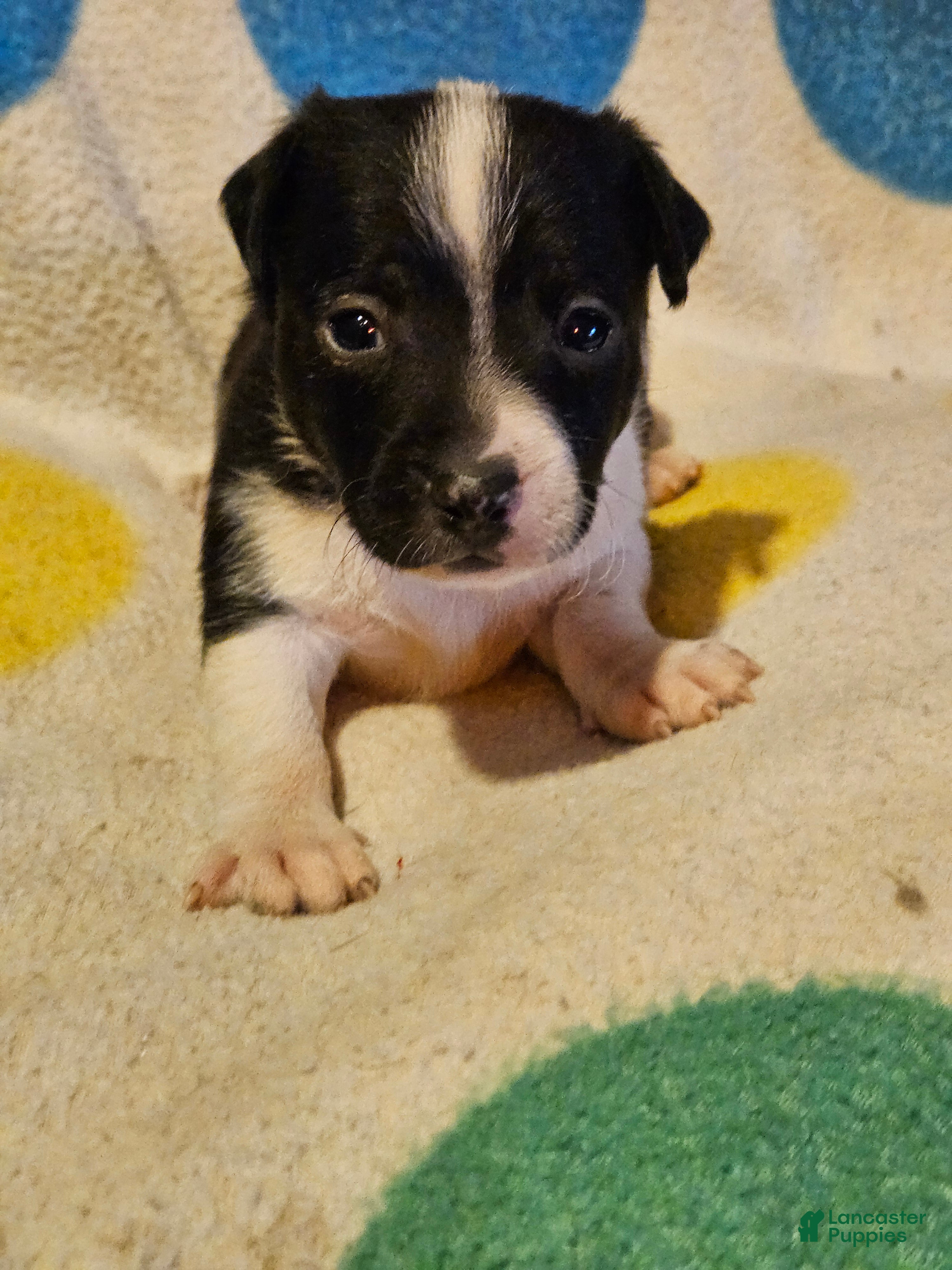 Chihuahua dogs for sale: Checker (T-Cup, Call-Text) - Ad 27