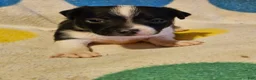 Chihuahua dogs for sale: Checker - Ad 13