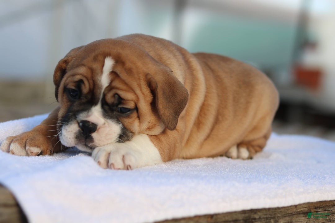 Mixed Breed dogs for sale: Sweetie  - Ad 2