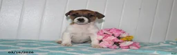 Jack Russell Terrier dogs for sale: Precious - Ad 5