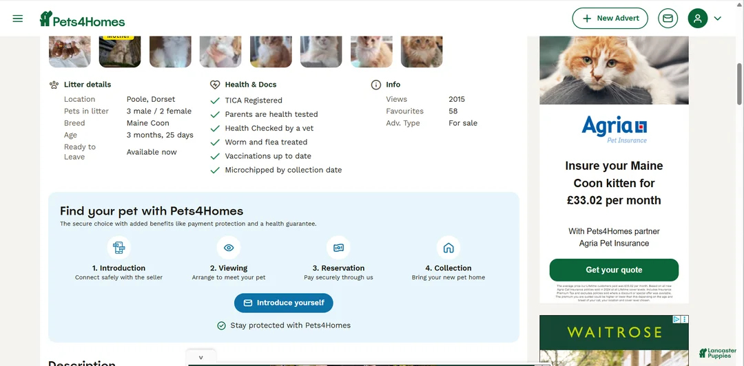 Affenpinscher dogs for sale: Affenpinscher Puppy 1 - Ad 1