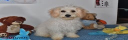 Bichpoo dogs for sale: Cinderella - Ad 5