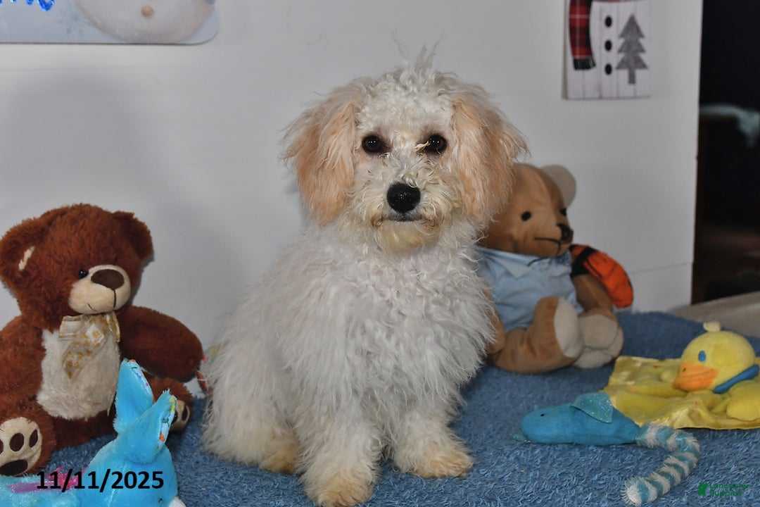 Bichpoo dogs for sale: Cinderella - Ad 5