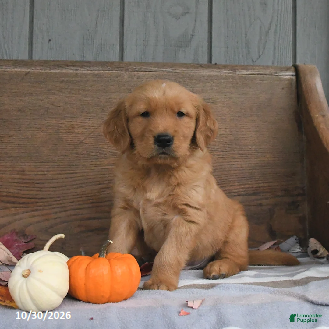 Golden Retriever dogs for sale: Wiggles - Ad 2