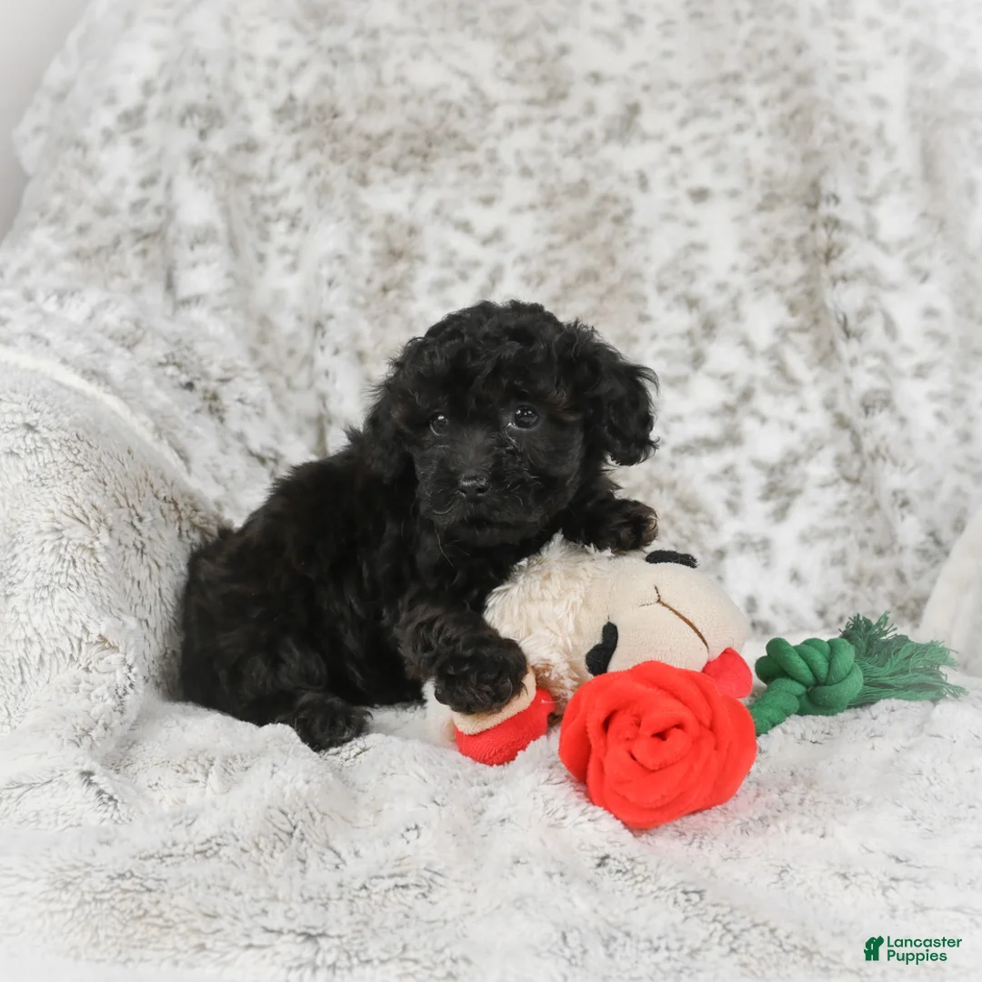 Cavapoo dogs for sale: Toby - Ad 9