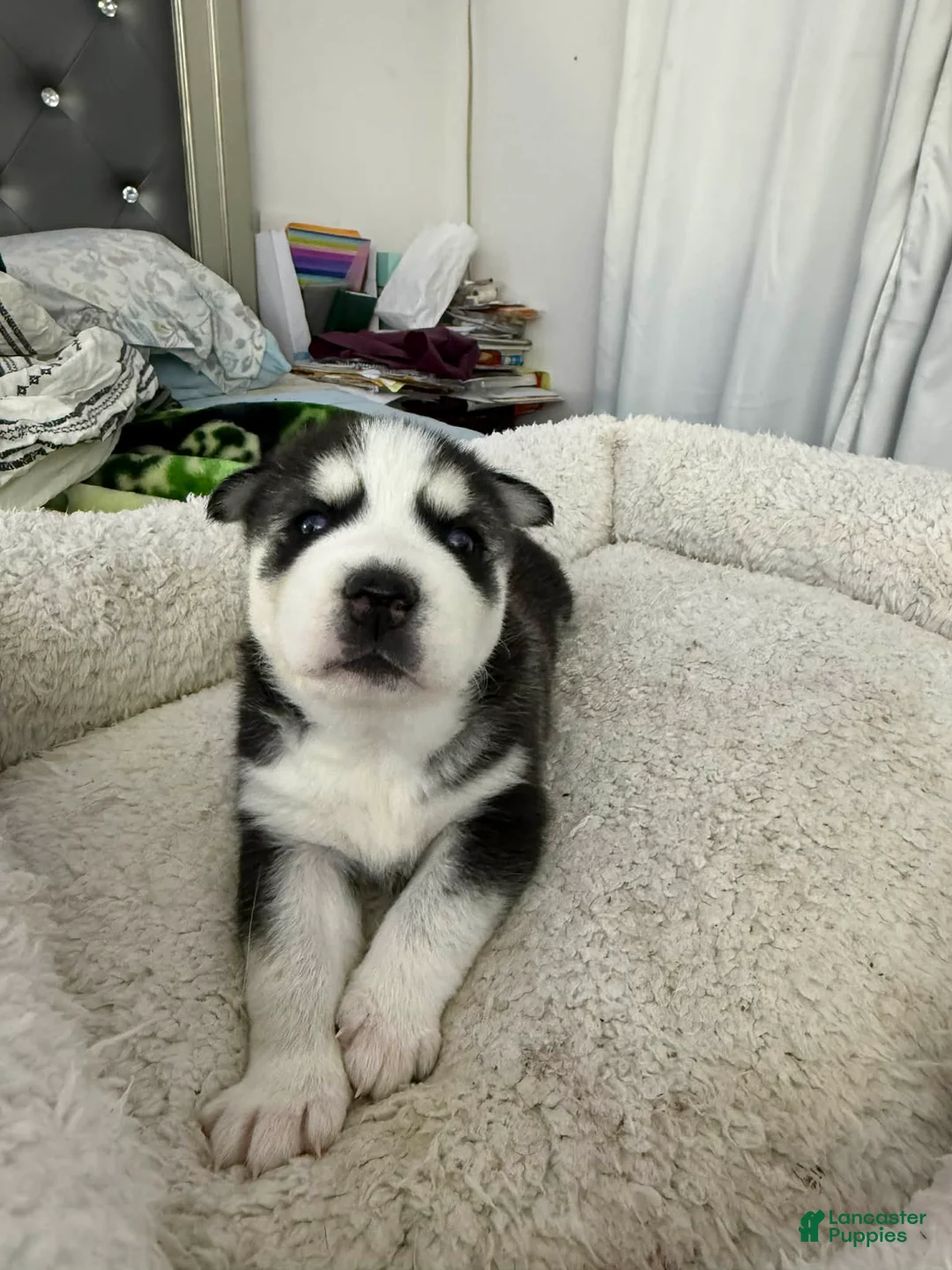 Siberian Husky dogs for sale: Luna - Ad 1