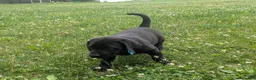 Labrador Retriever dogs for sale: Black Male (Teal Collar) - Ad 5