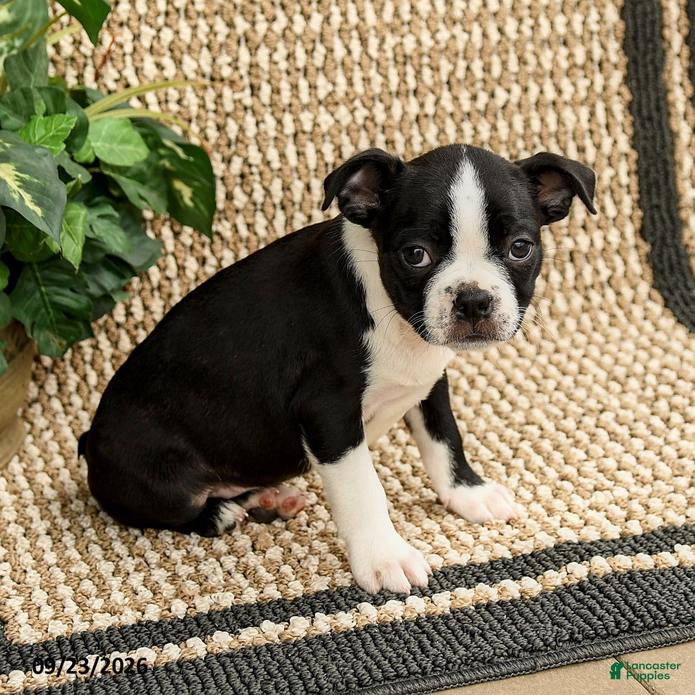Boston Terrier dogs for sale: Barrett - Ad 2