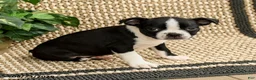 Boston Terrier dogs for sale: Barrett - Ad 2