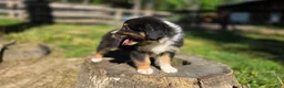 Australian Shepherd dogs for sale: Australian Shepherd Puppy 7 "Diam" - Ad 6