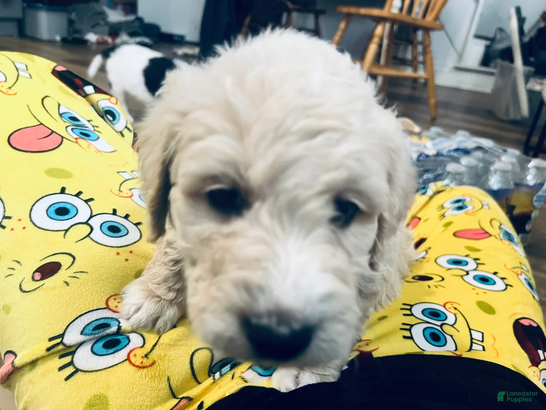 Mixed Breed dogs for sale: Marley - Ad 6