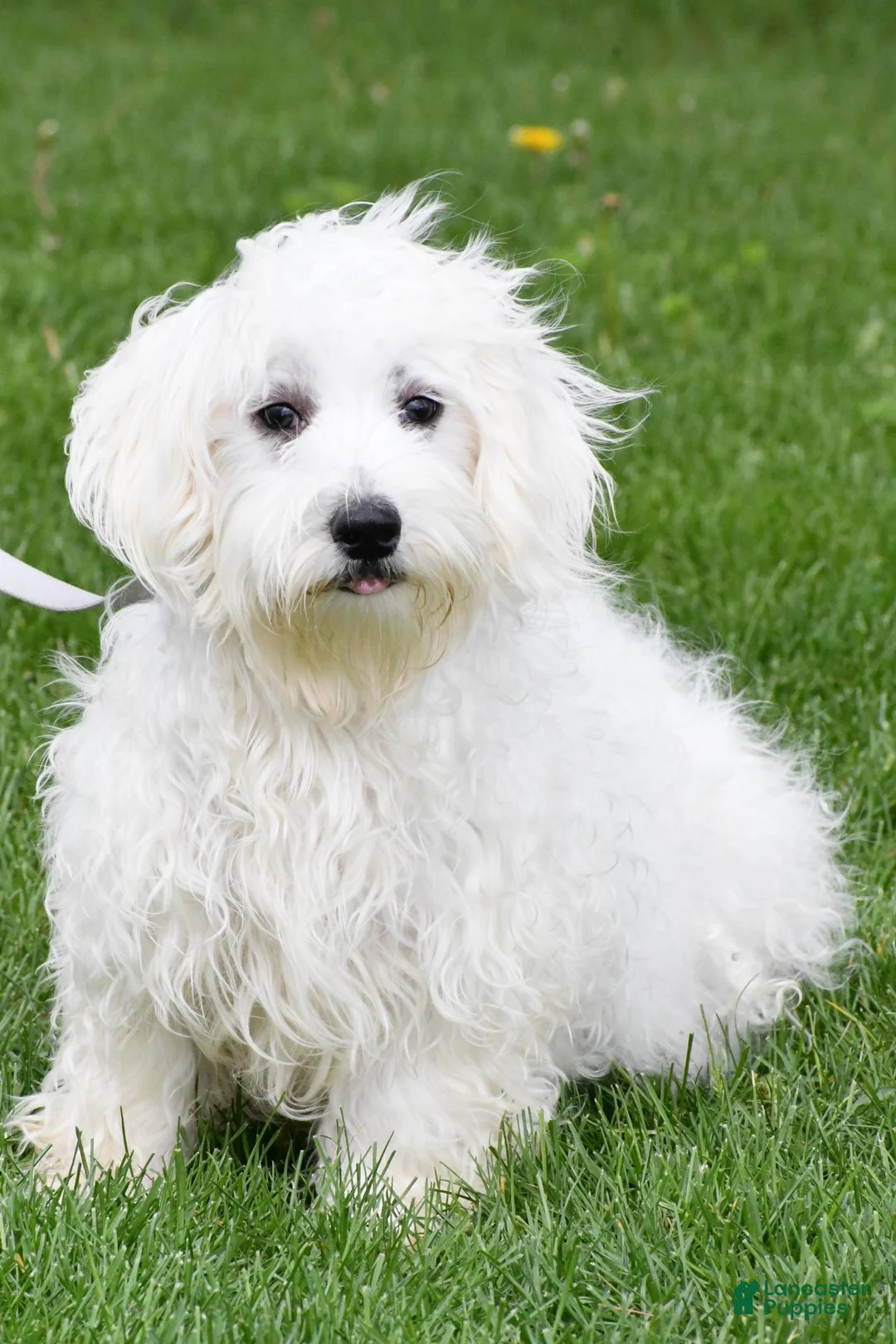 Maltese dogs for sale: Beauty - Ad 12