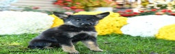 German Shepherd dogs for sale: Duchess - Ad 6