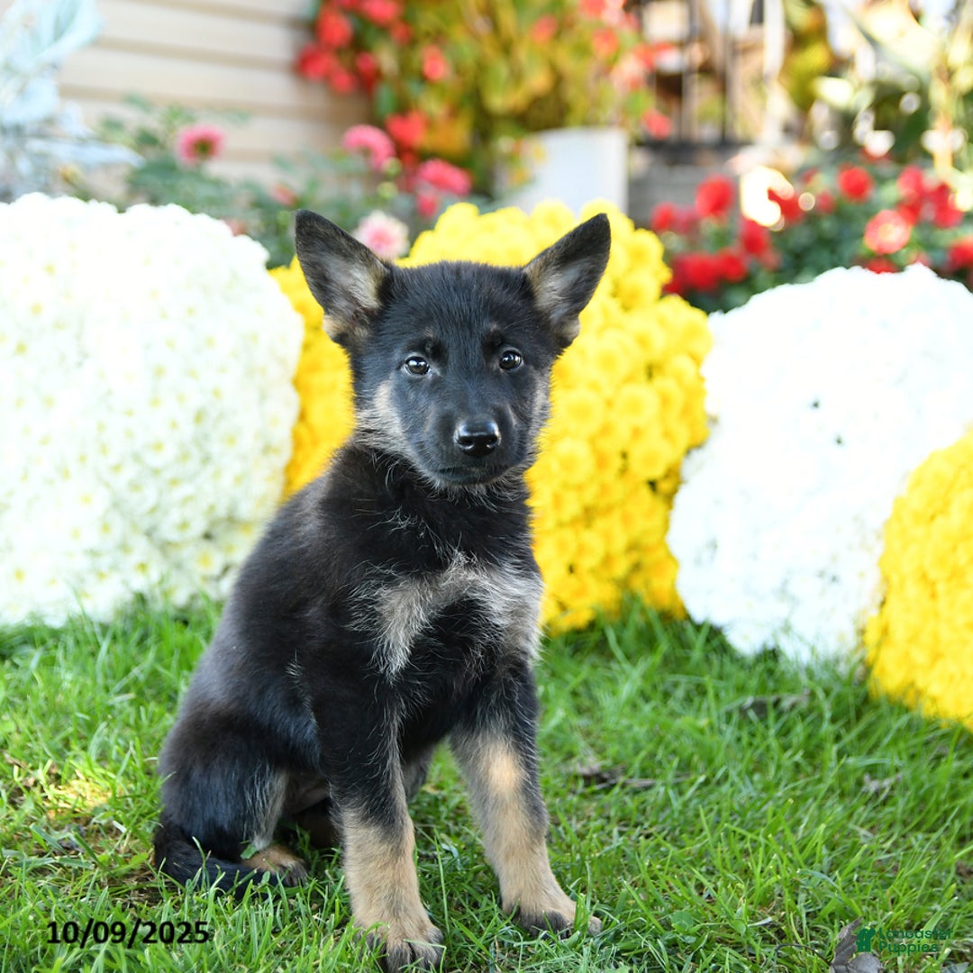 German Shepherd dogs for sale: Duchess - Ad 6