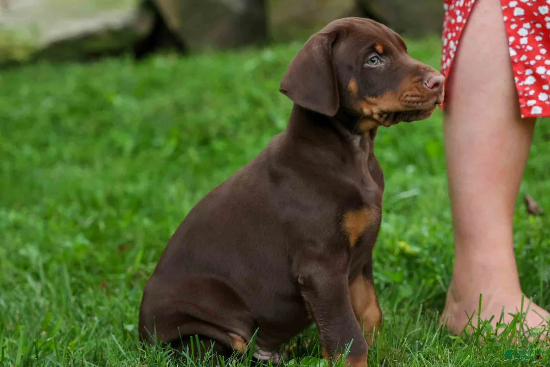 Doberman Pinscher dogs for sale: Gus 🐾 - Ad 1