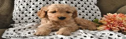 Goldendoodle dogs for sale: Snickers - Ad 10