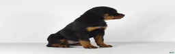 Rottweiler dogs for sale: Rottweiler Puppy 8 - Ad 6