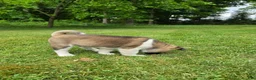 Akita dogs for sale: Thor  - Ad 3
