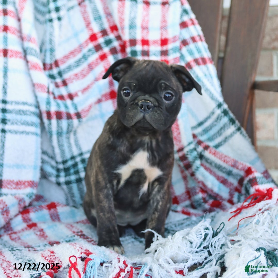 Mixed Breed dogs for sale: Jade - Ad 3