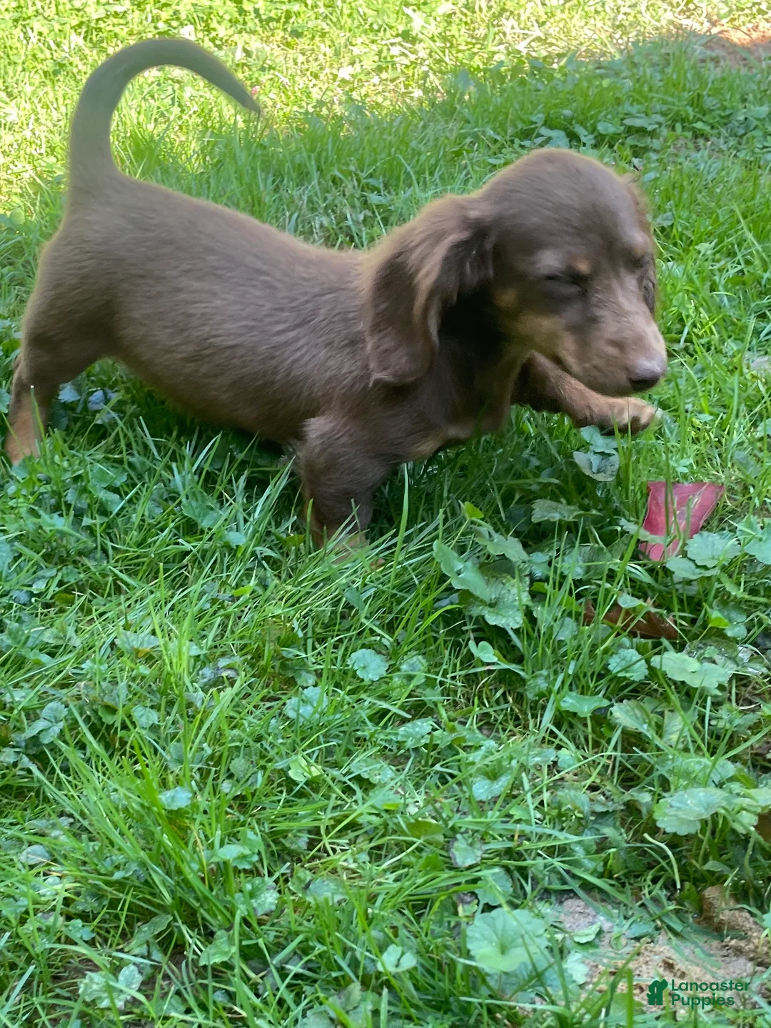 Miniature Dachshund dogs for sale: Scarlet  - Ad 2