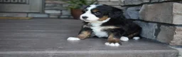 Mini Bernedoodle dogs for sale: Jodie - Ad 9