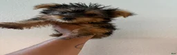Yorkshire Terrier dogs for sale: Kelo Jr - Ad 3
