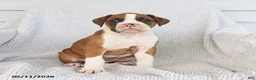 Boxer dogs for sale: Raina - Ad 4