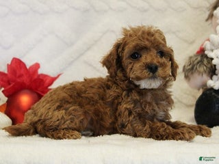 Toy Poodle dogs Snowflake - Ad 23