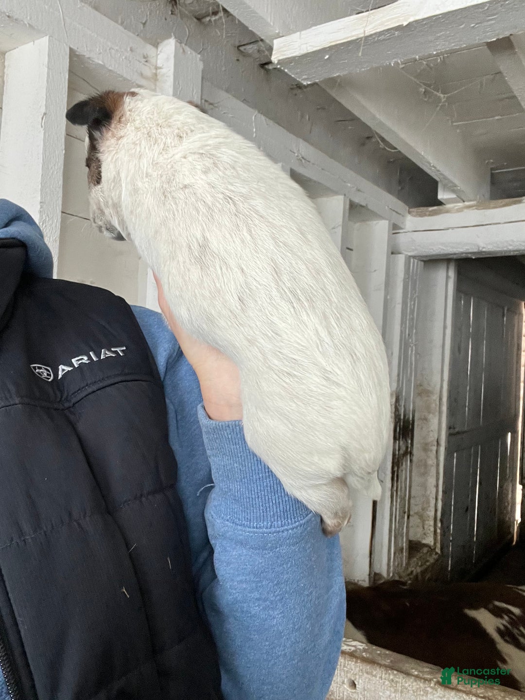 Australian Cattle Dog dogs for sale: Donny - Ad 3