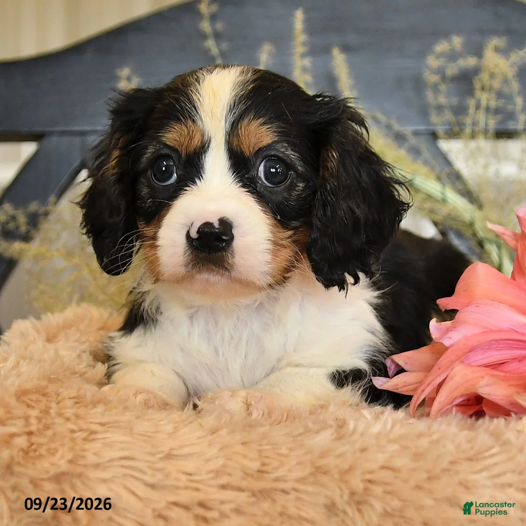 Cavalier King Charles Spaniel dogs for sale: Phoenix - Ad 2