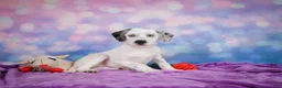 Mixed Breed dogs for sale: Sara - Ad 3