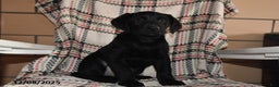 Labrador Retriever dogs for sale: Theo - Ad 5